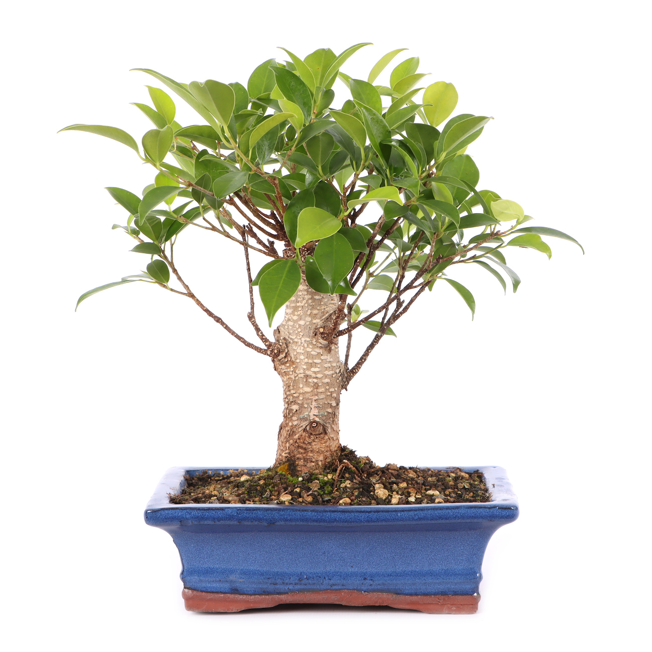 Ficus microcarpa 'Tiger Bark'