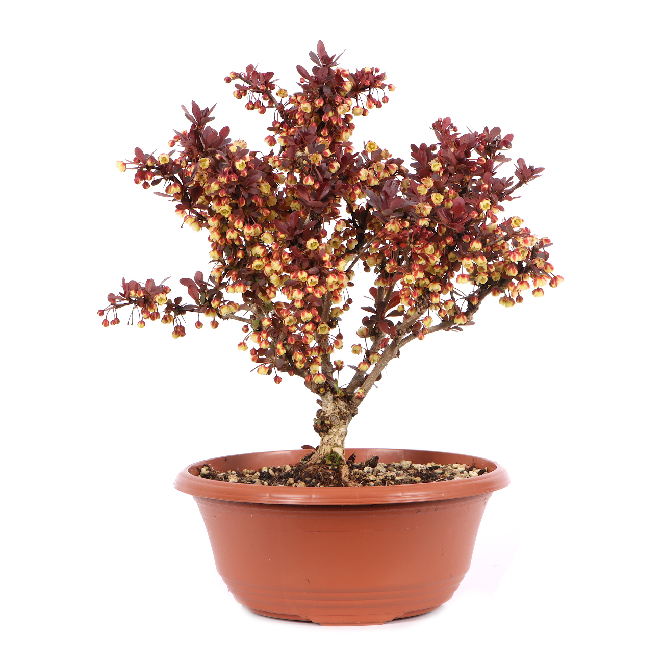 Berberis thunbergii 'Atropurpurea Nana'