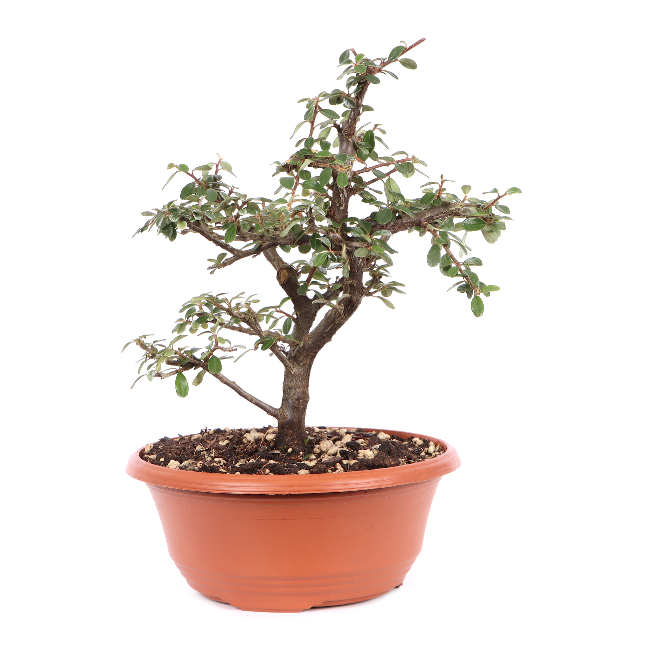 Cotoneaster dammeri 'Skogholm'