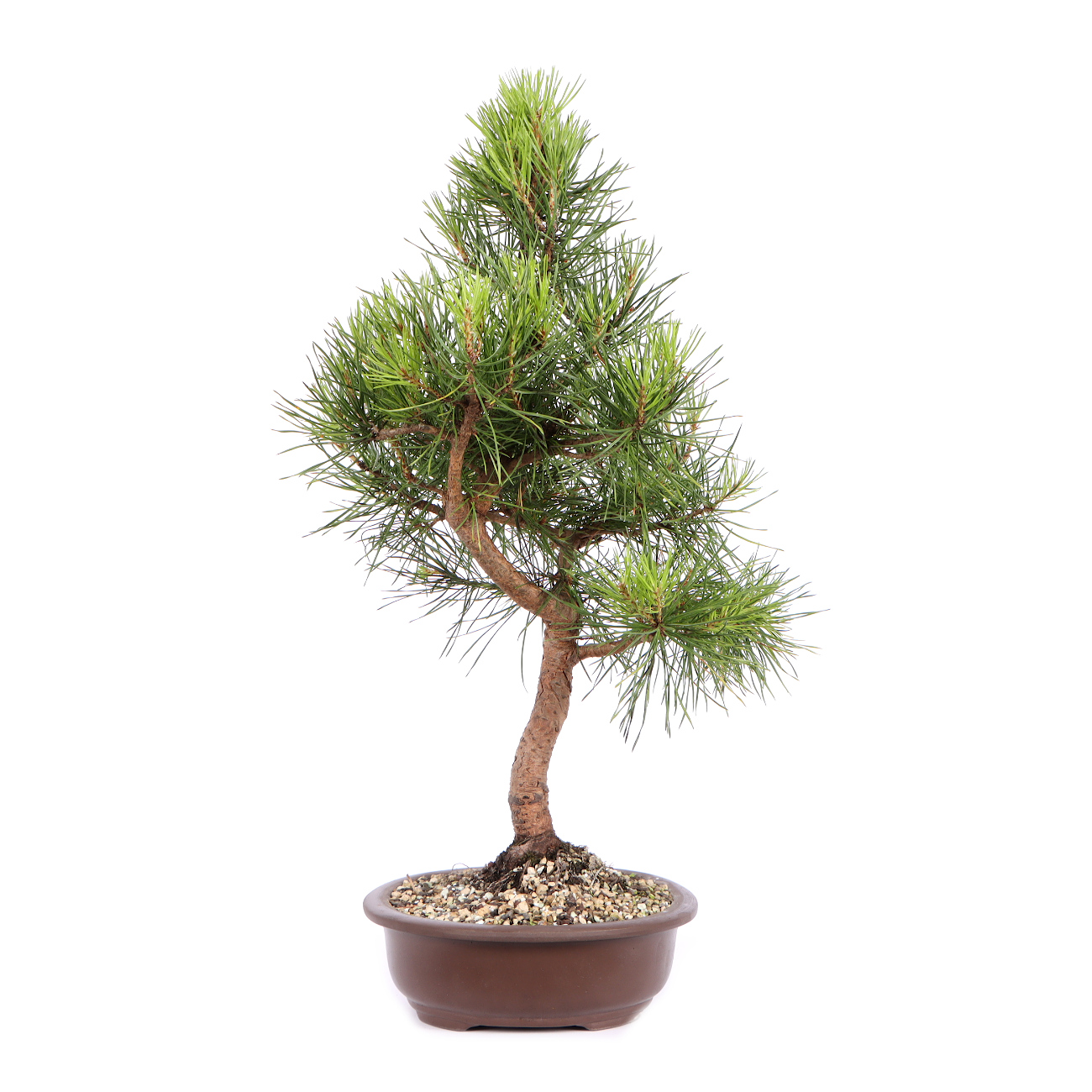 Seitenansicht rechts