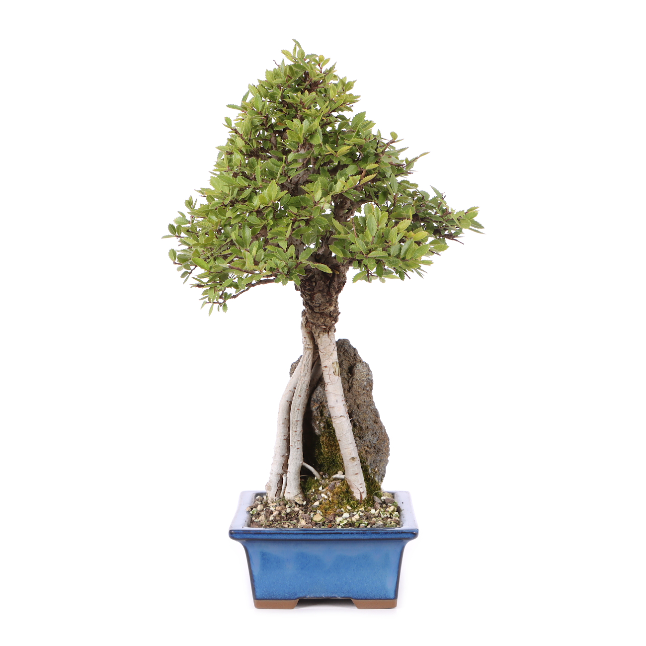 Ulmus japonica
