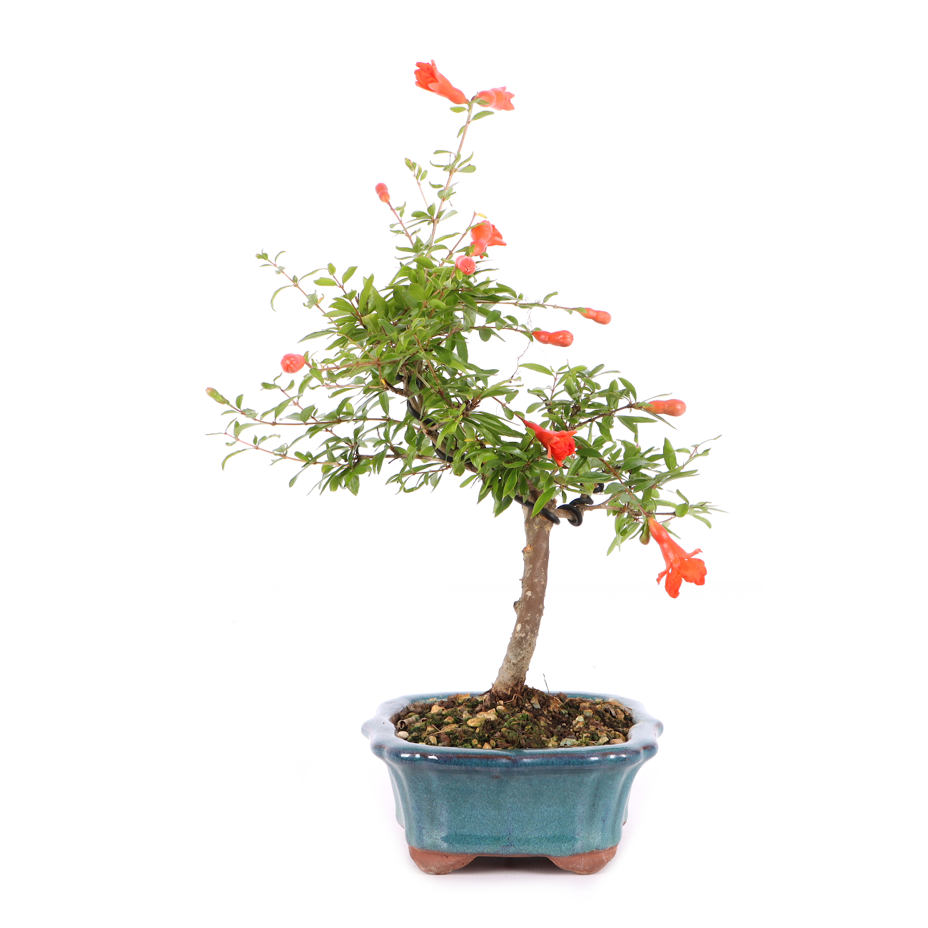 Punica granatum 'Nana'
