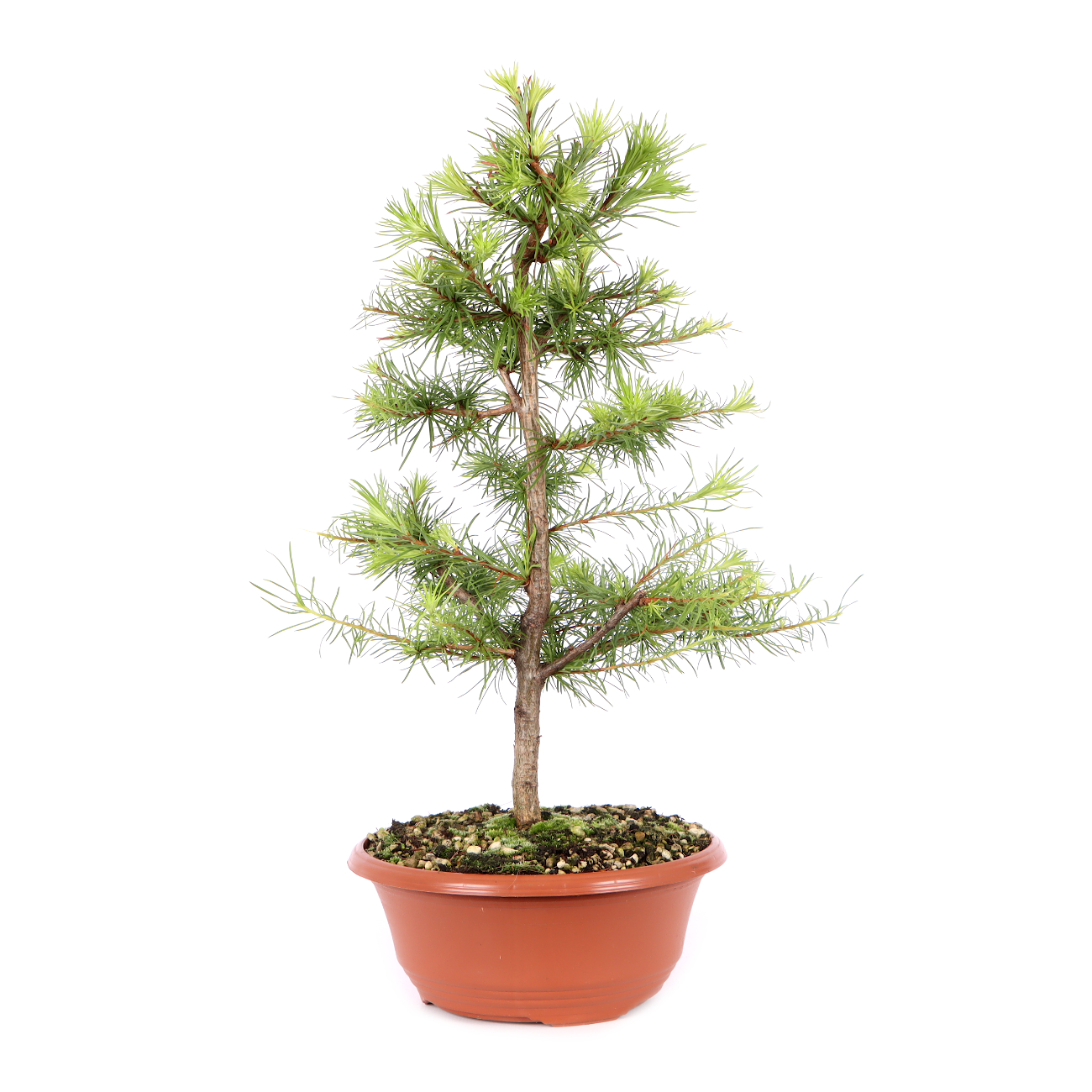 Larix kaempferi