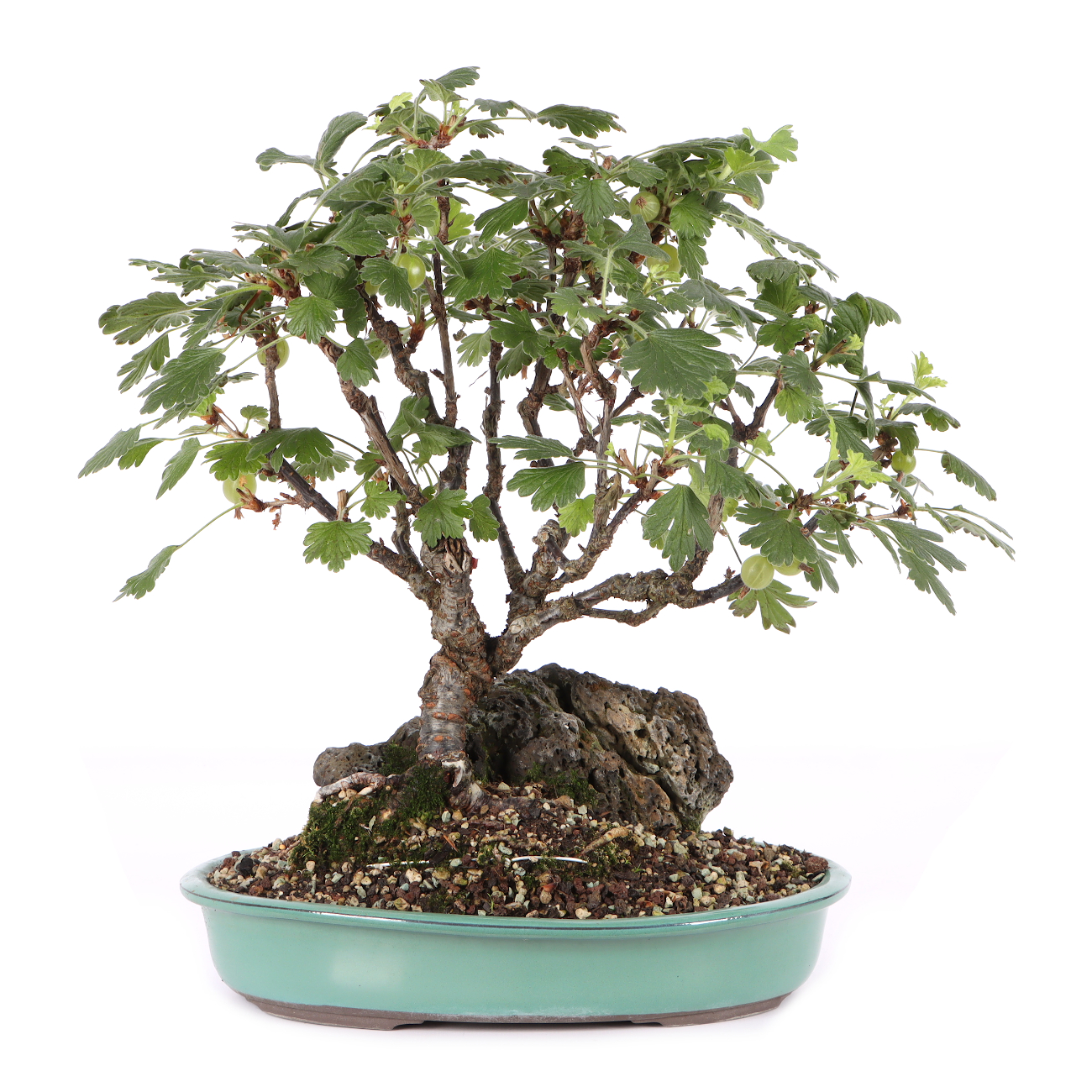 Ribes uva crispa