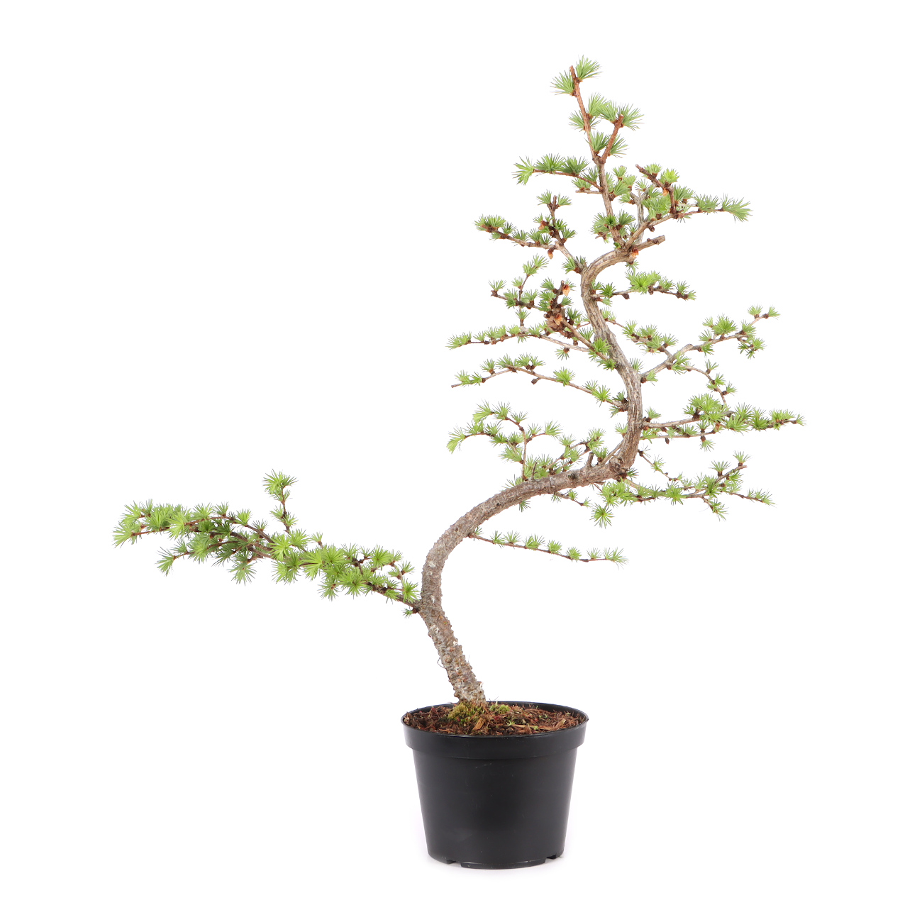 Larix kaempferi