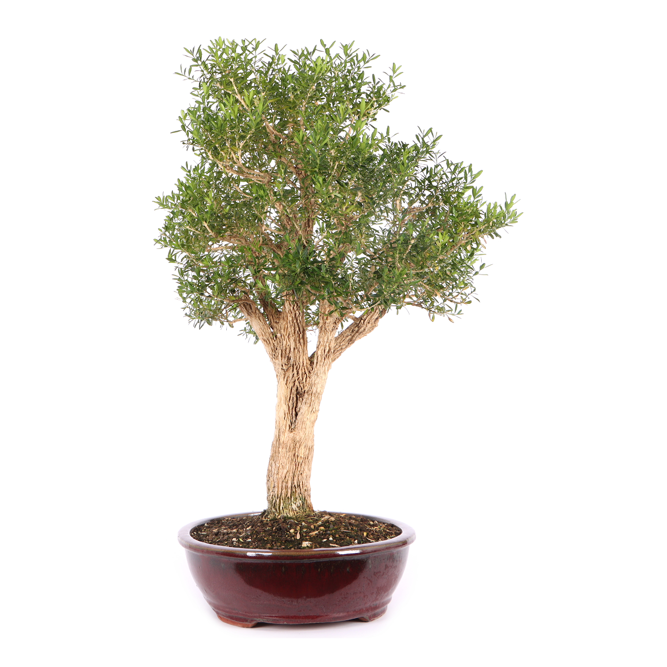 Buxus sinica var. sinica