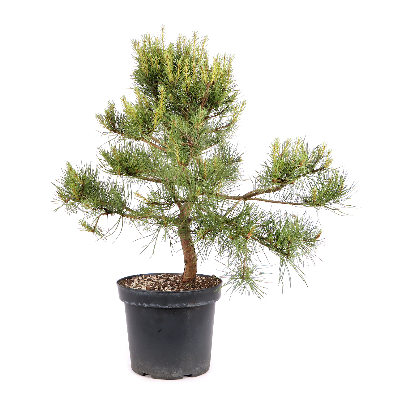 Pinus sylvestris