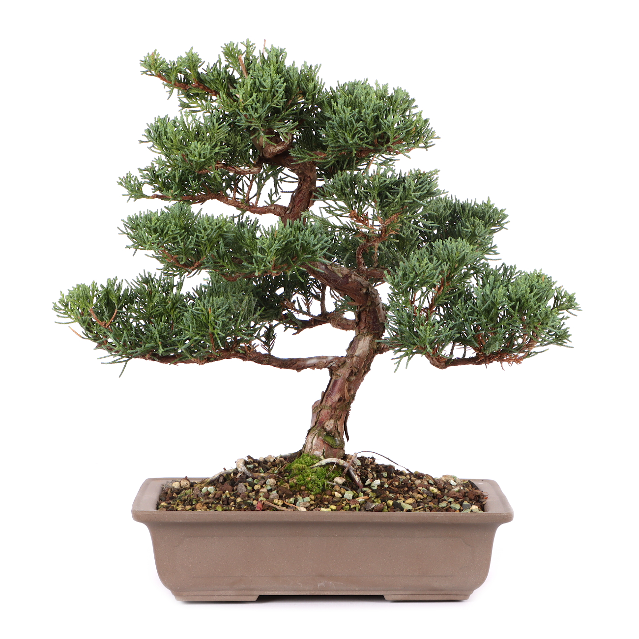Juniperus chinensis 'Blaauw'