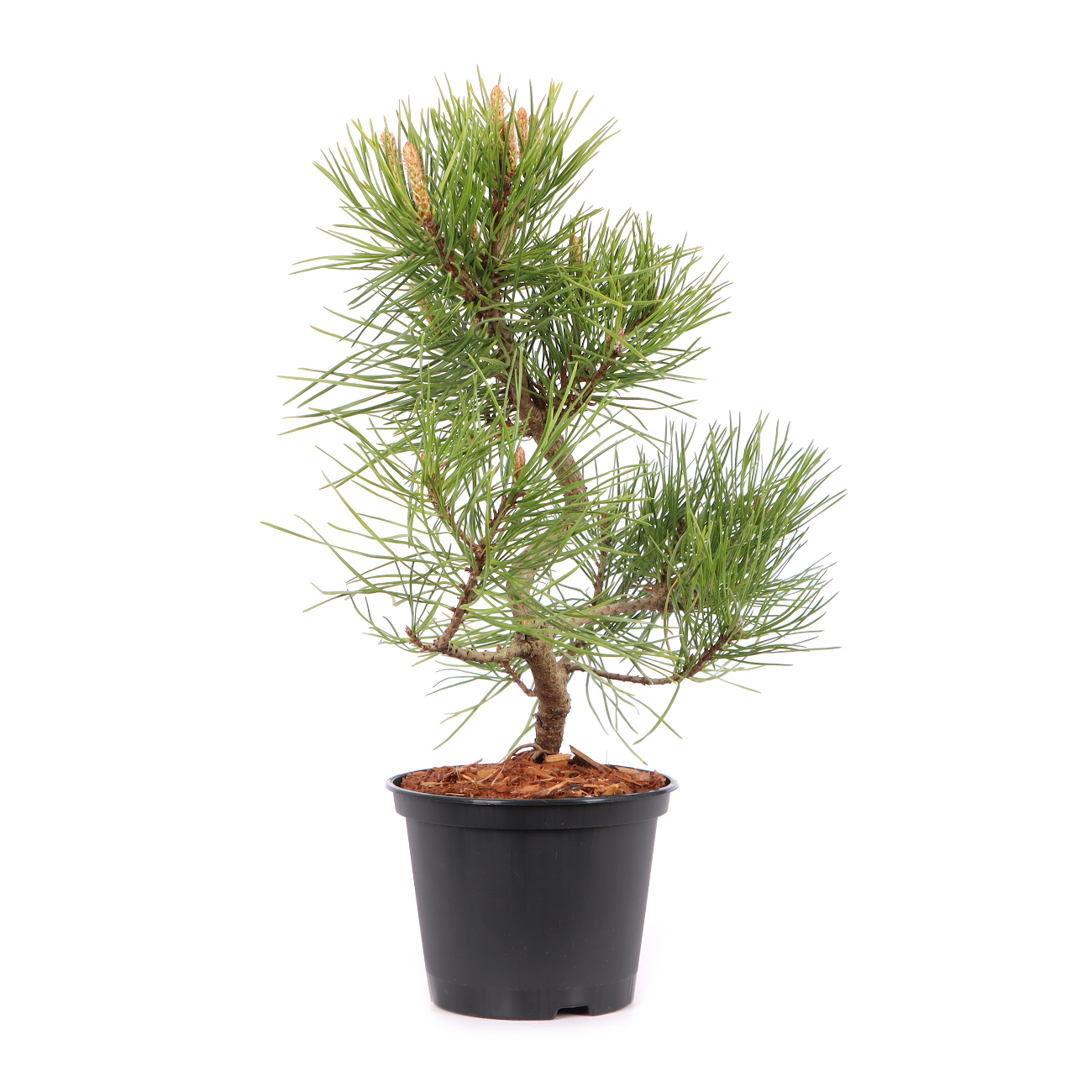 Pinus mugo subsp. uncinata