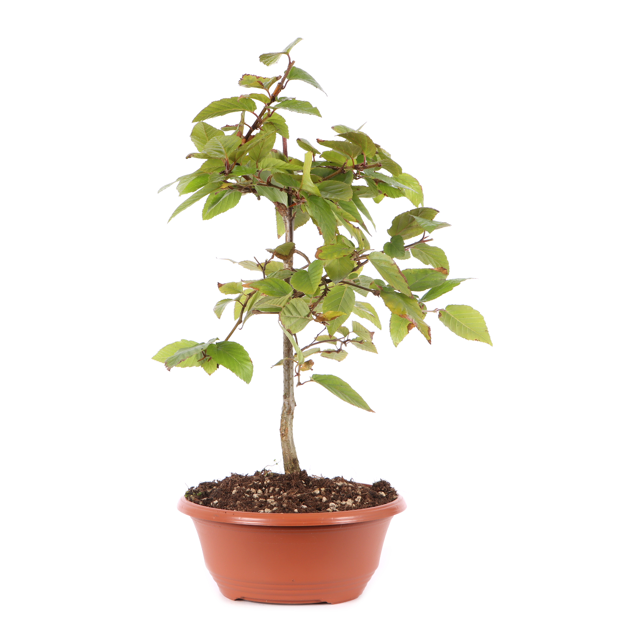 Carpinus turczaninowii