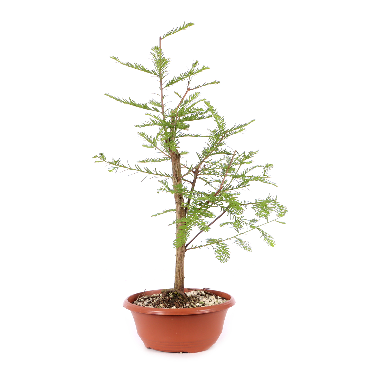 Taxodium distichum