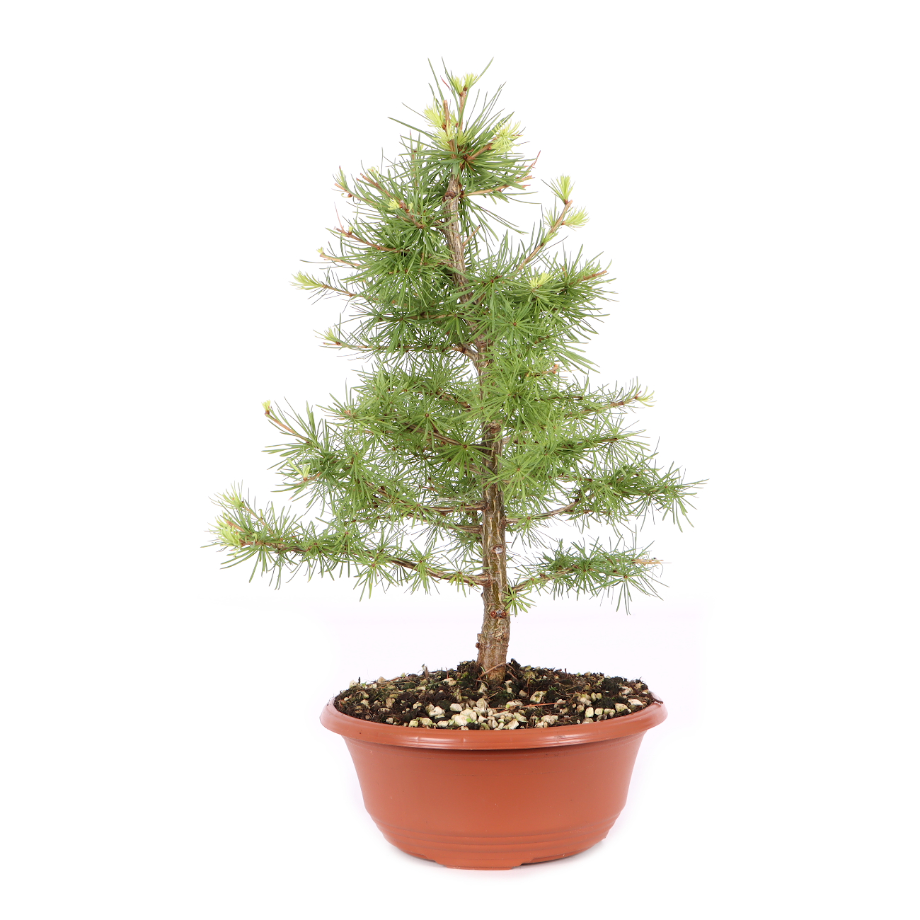 Larix decidua