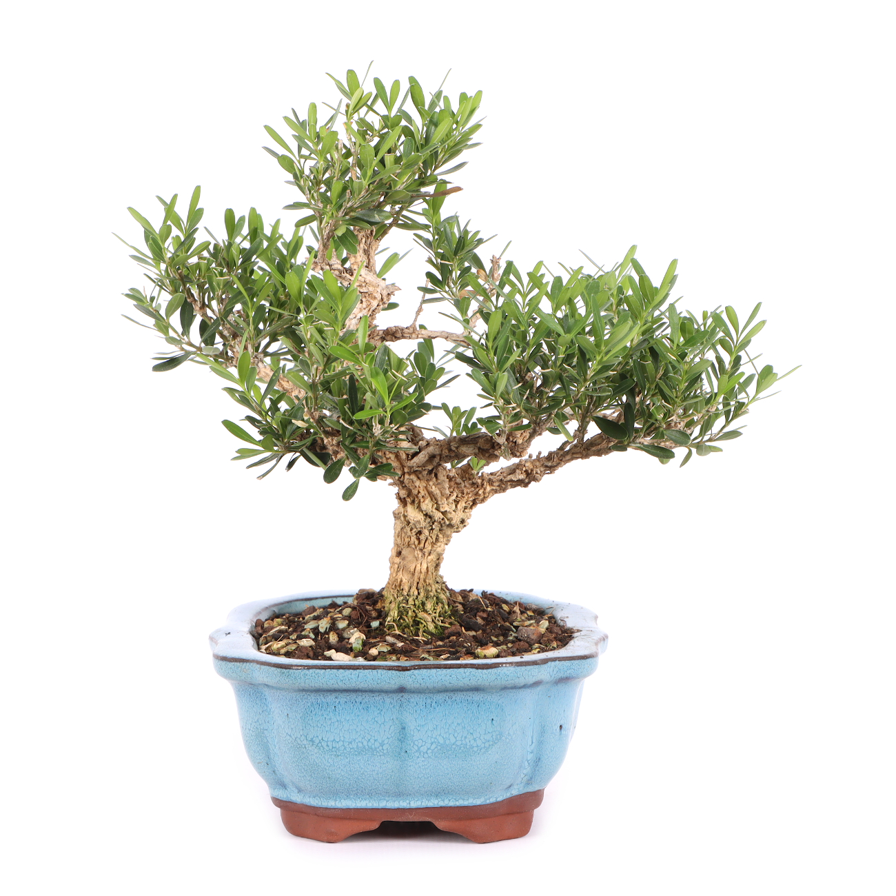 Buxus sinica var. sinica
