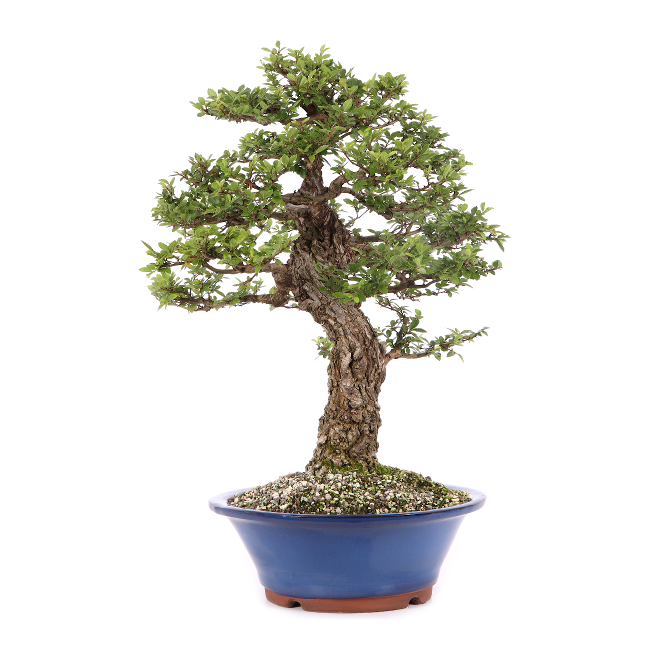 Ulmus japonica