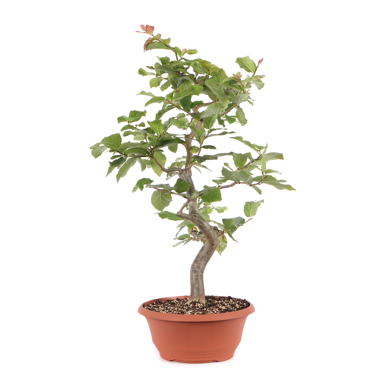 Parrotia persica 'Vanessa'