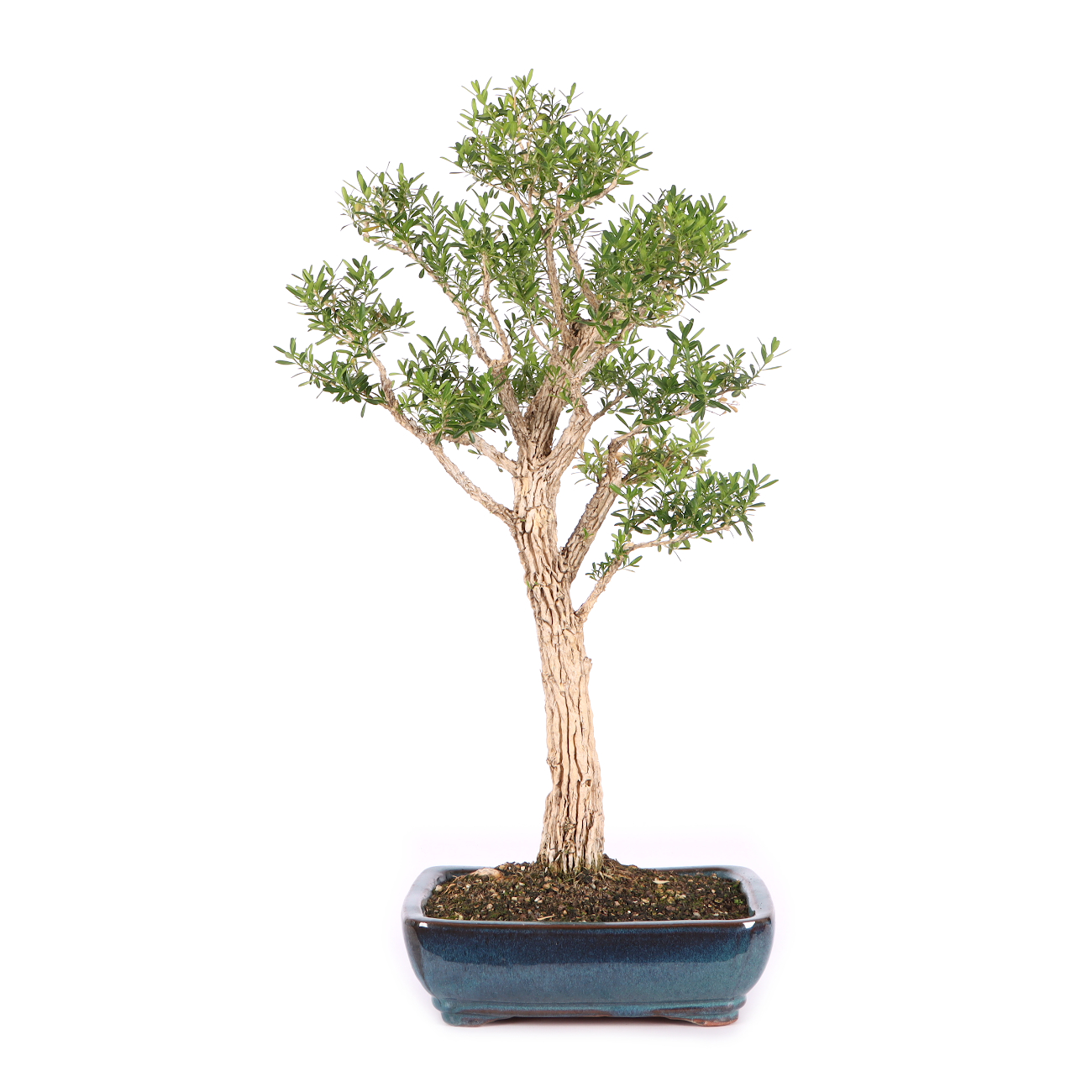 Buxus sinica var. sinica