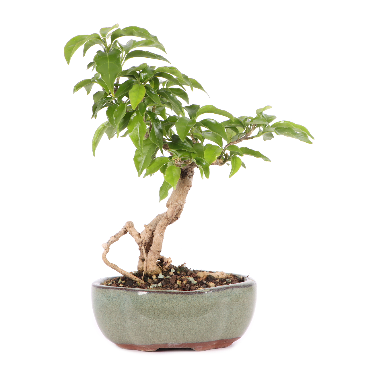 Bougainvillea glabra