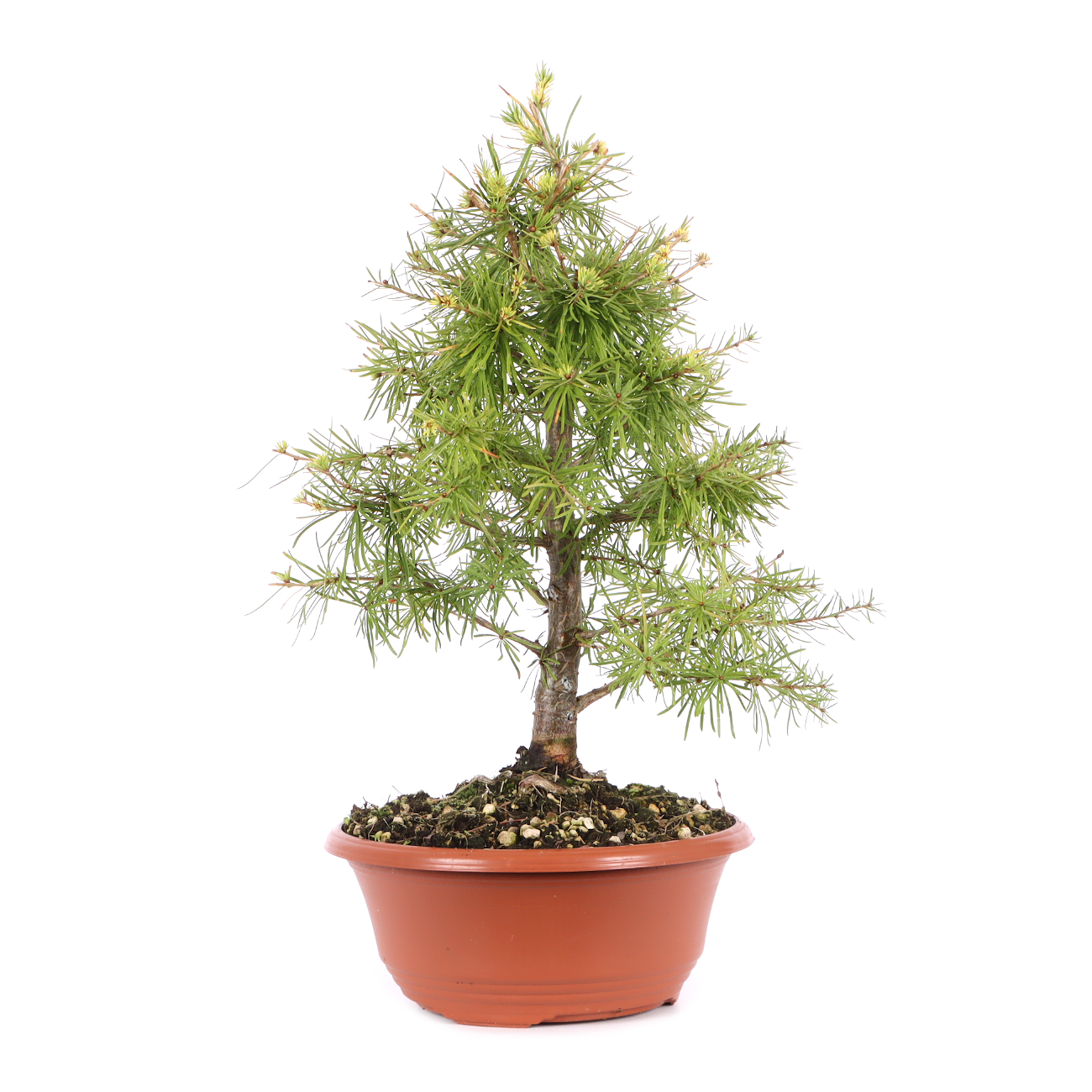Larix decidua