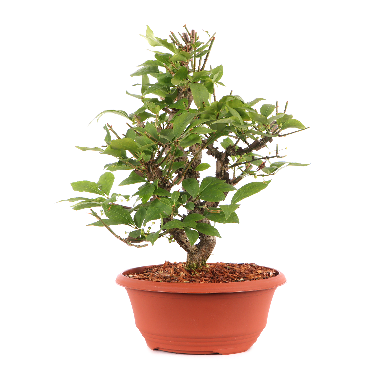 Euonymus alatus