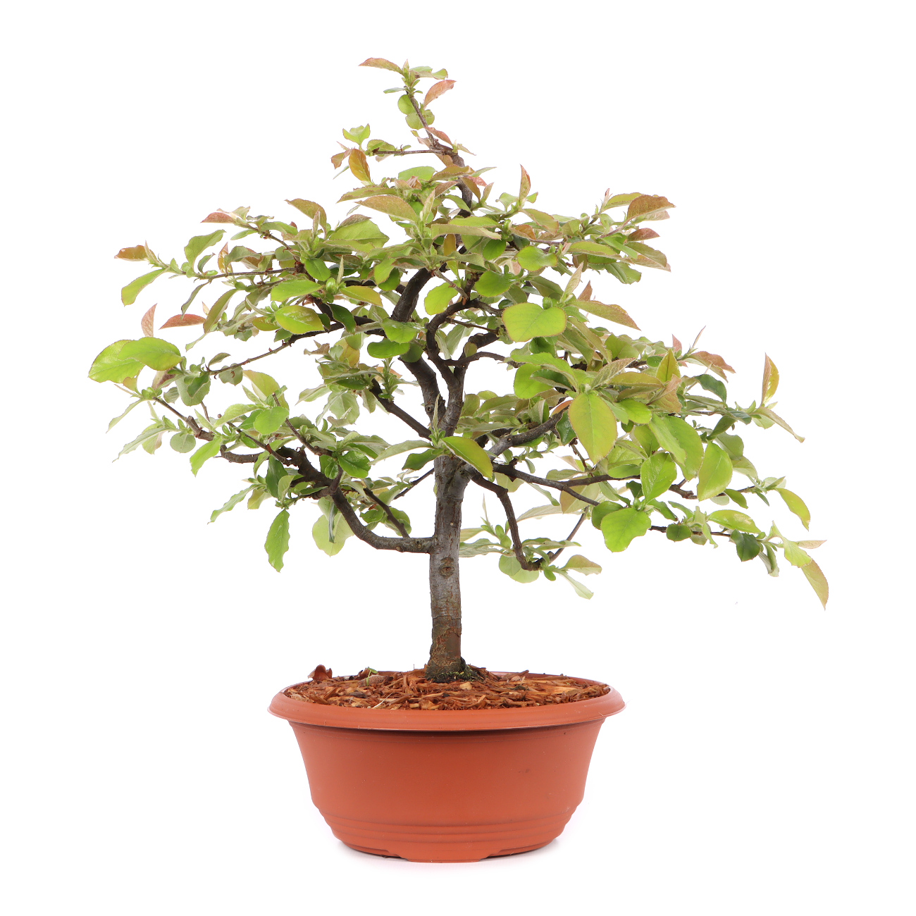 Pseudocydonia sinensis