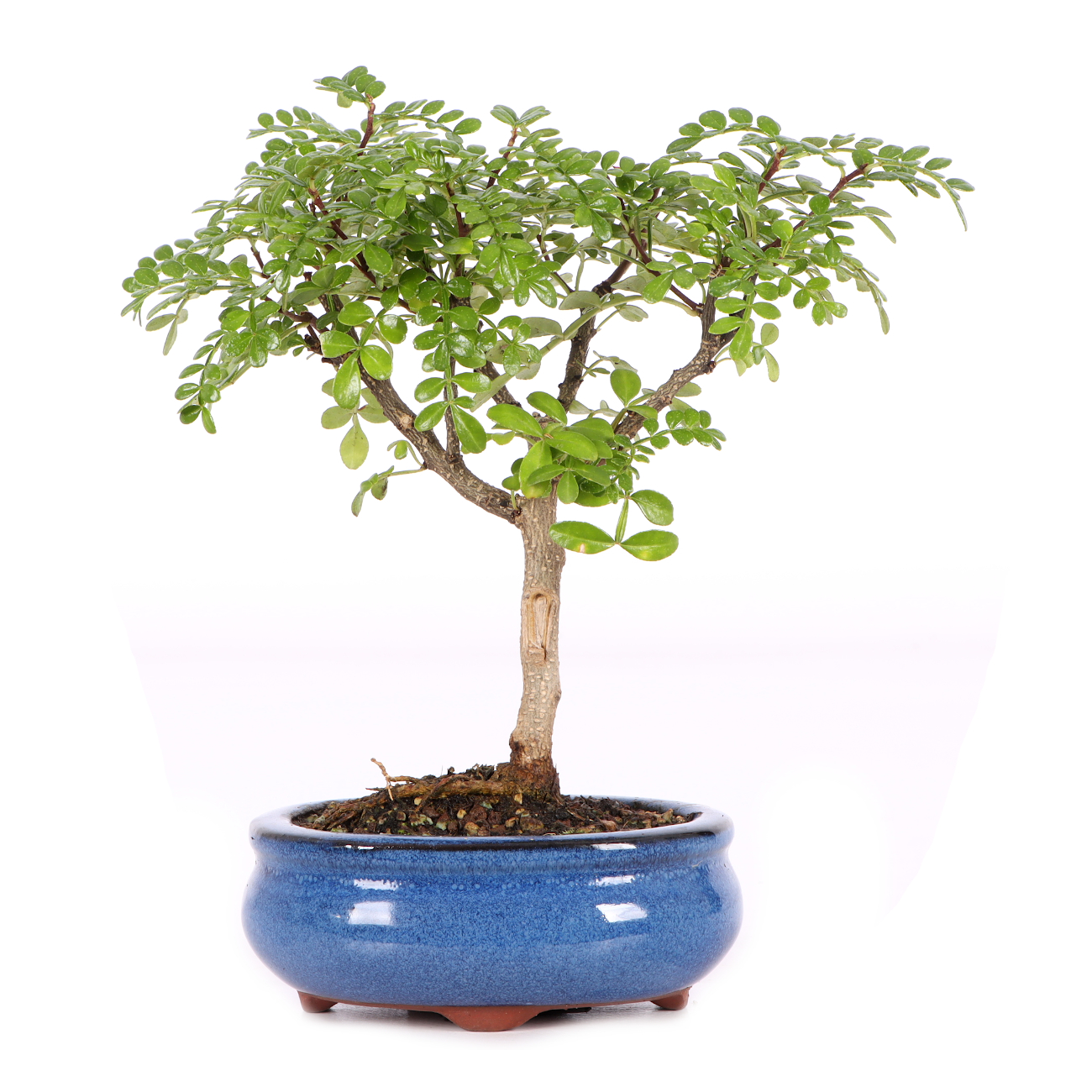 Zanthoxylum spec.