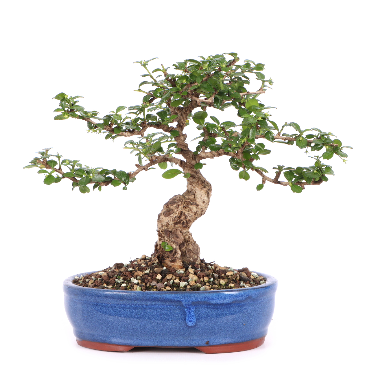 Carmona microphylla