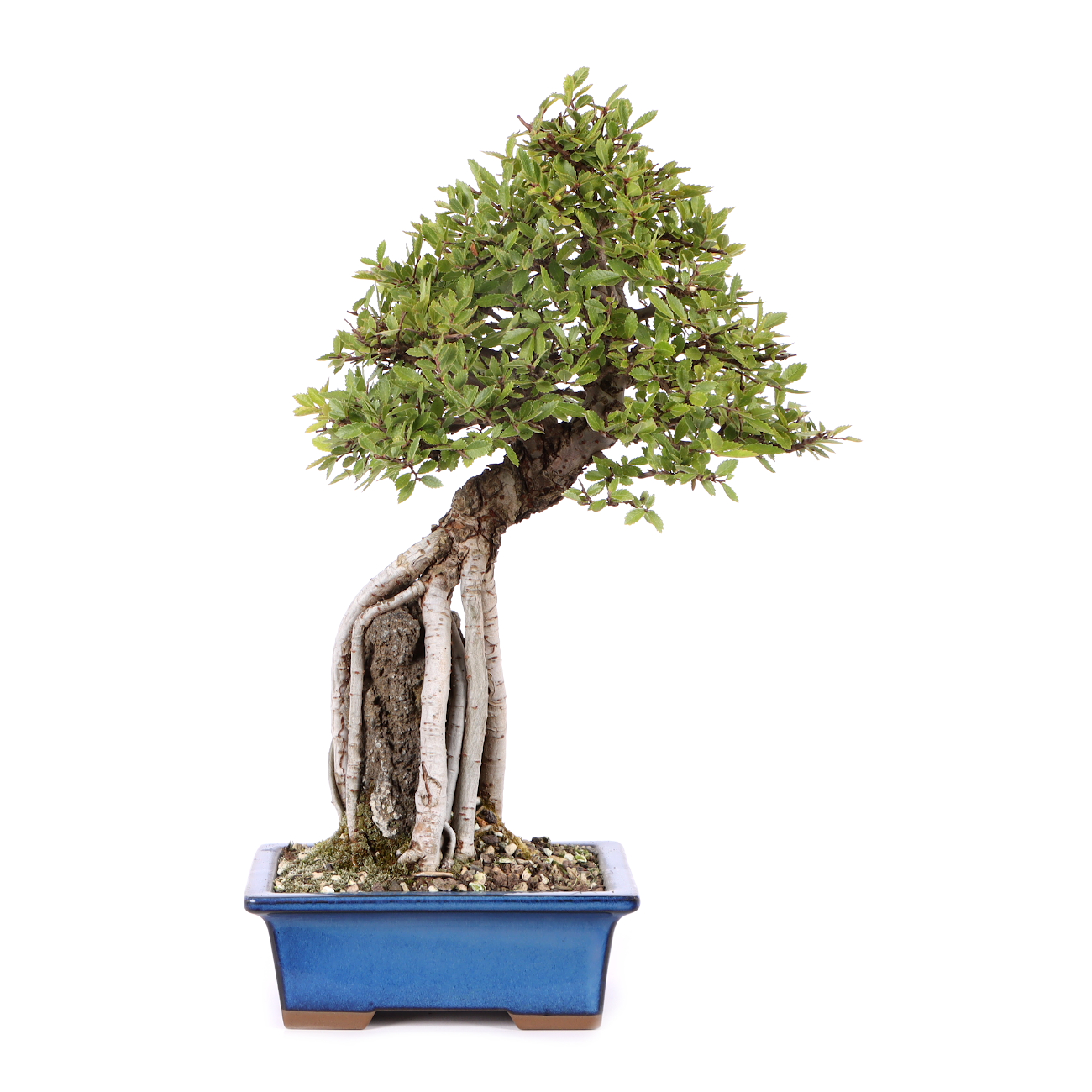 Ulmus japonica