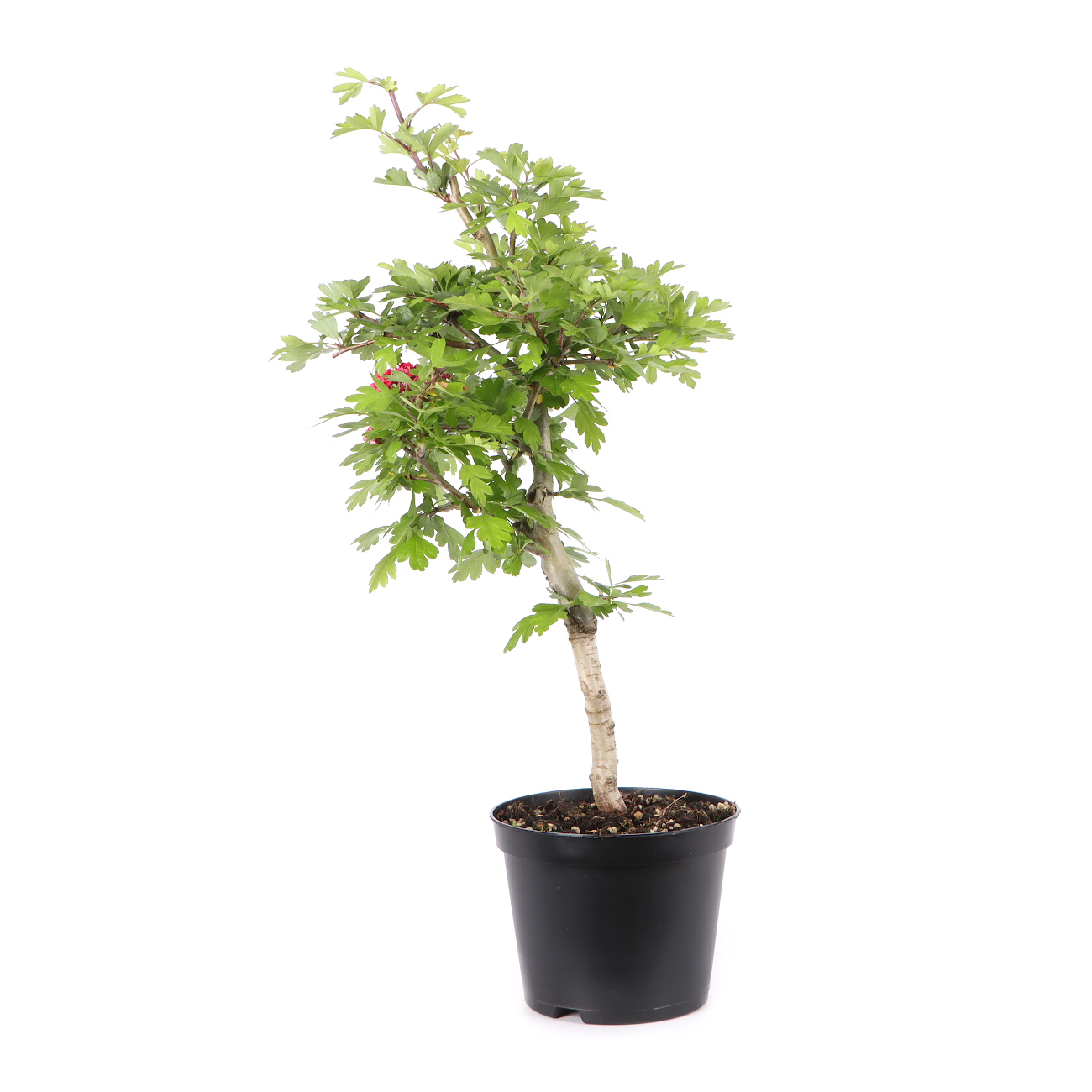 Crataegus laevigata 'Paul's Scarlet'