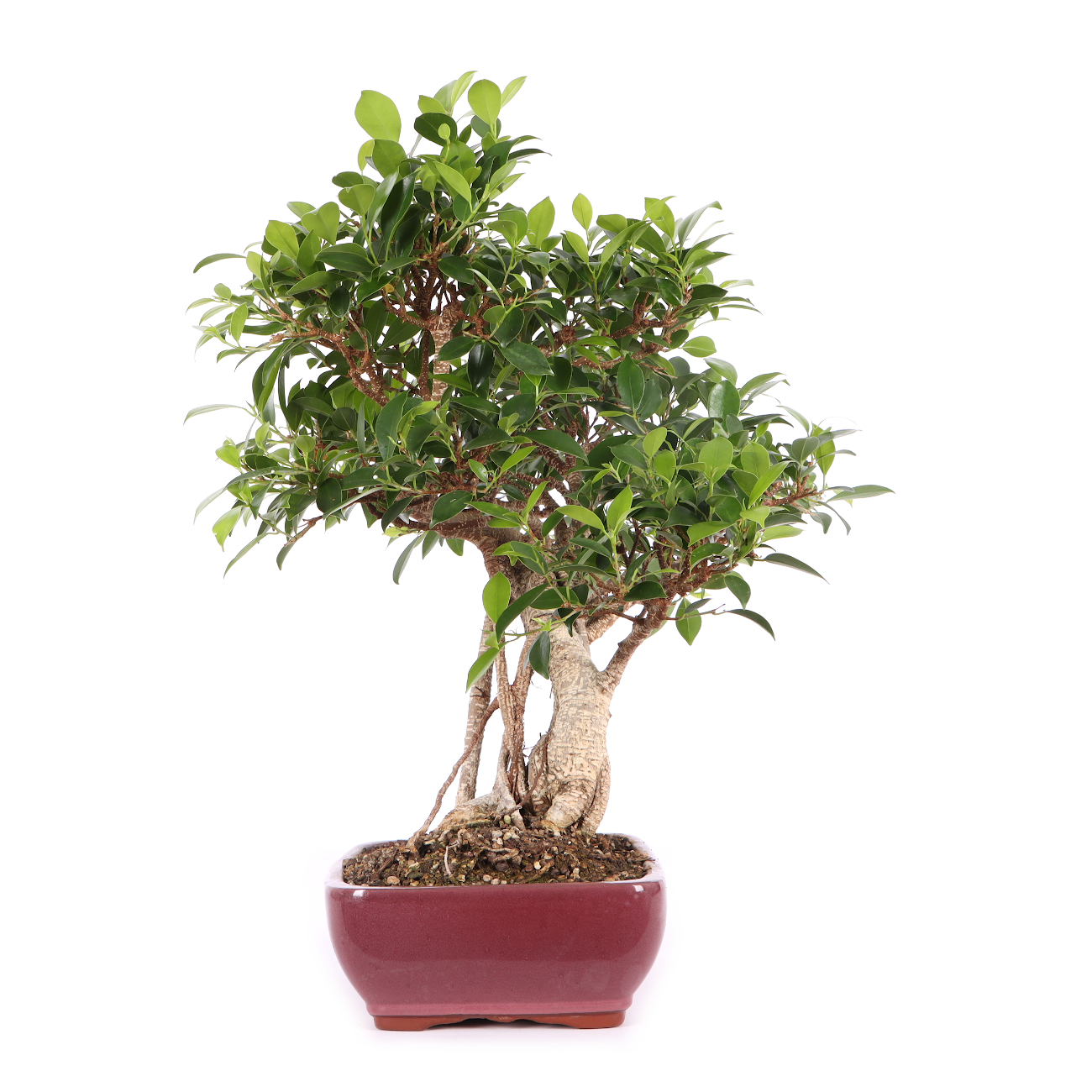 Ficus microcarpa 'Tiger Bark'