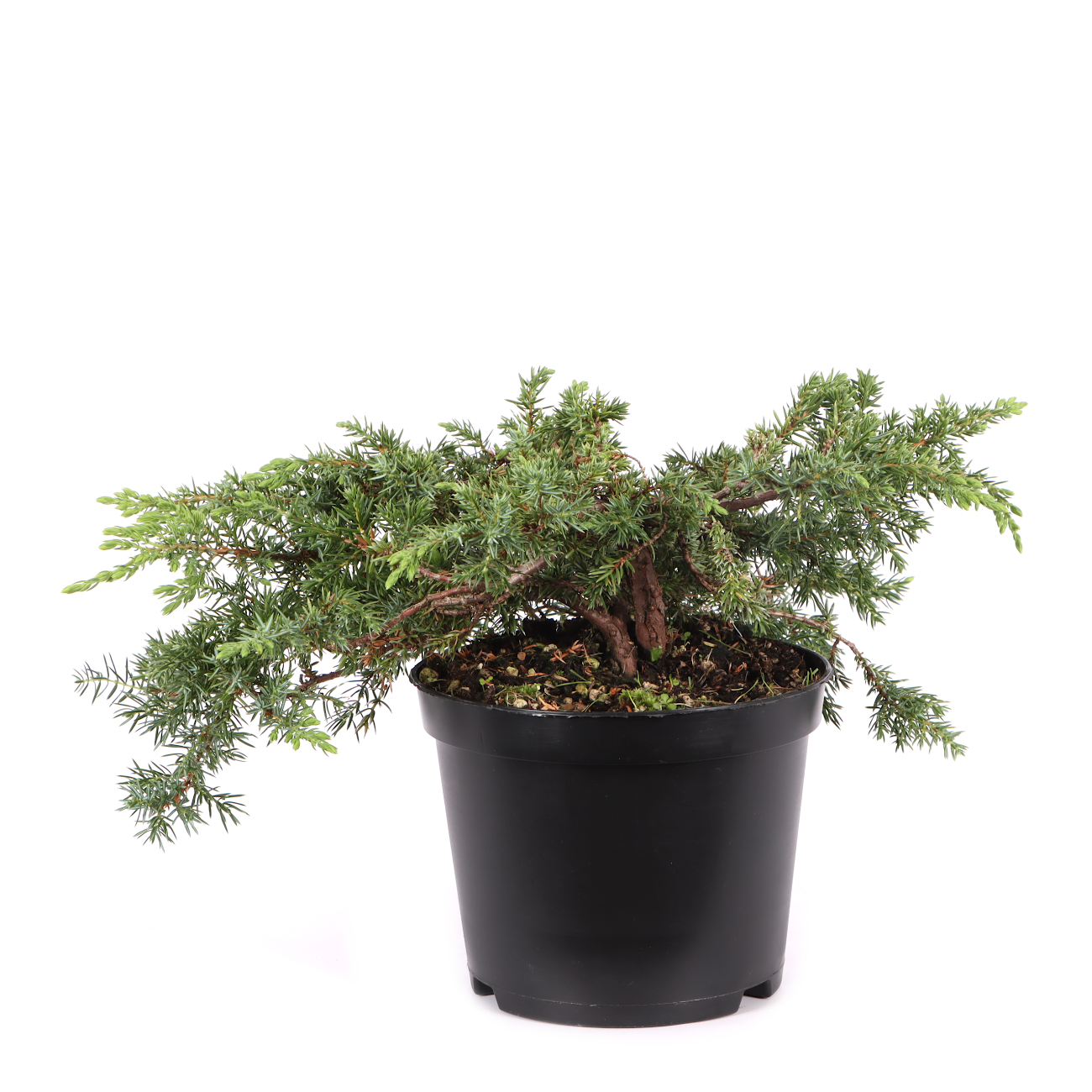 Juniperus communis 'Green Carpet'