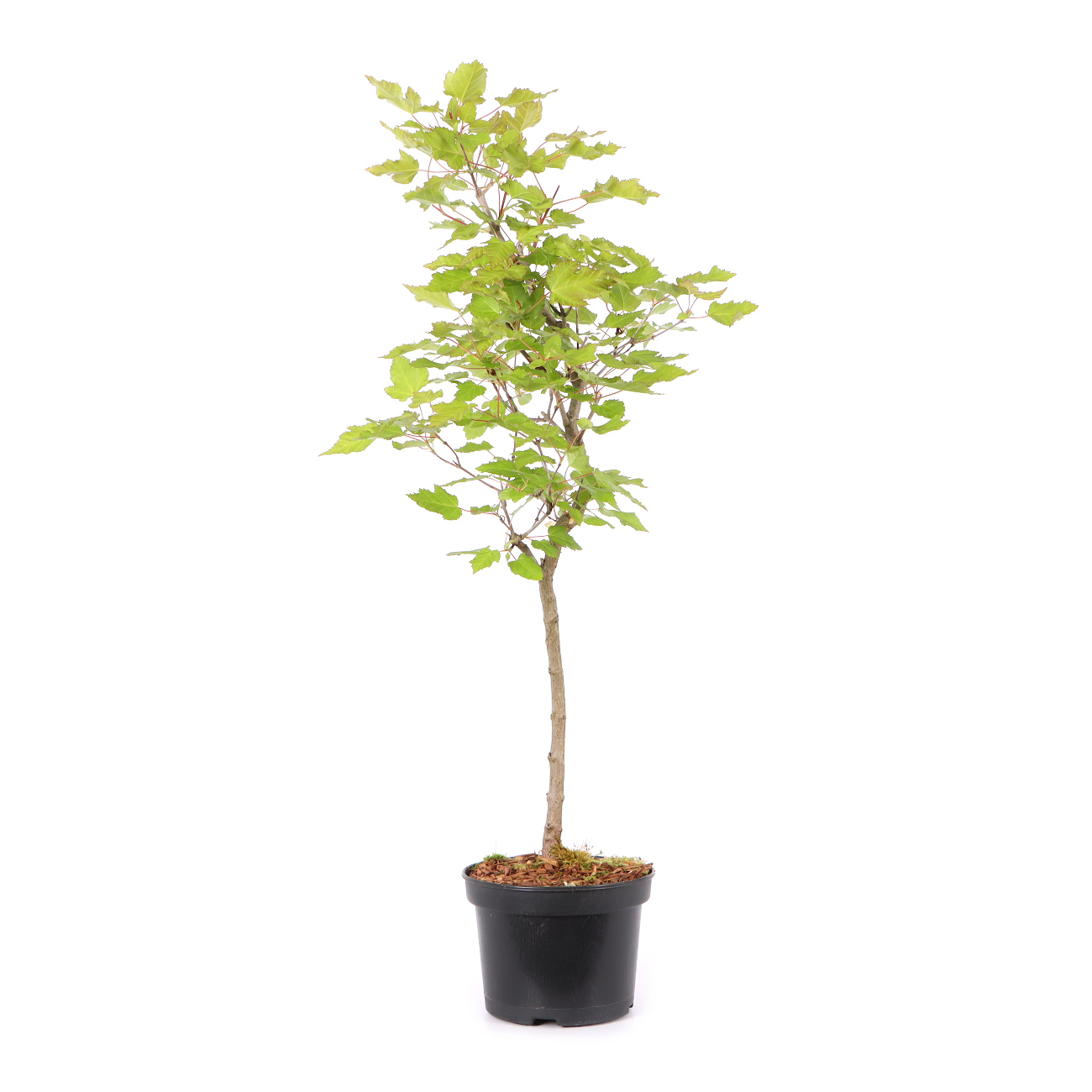 Acer ginnala