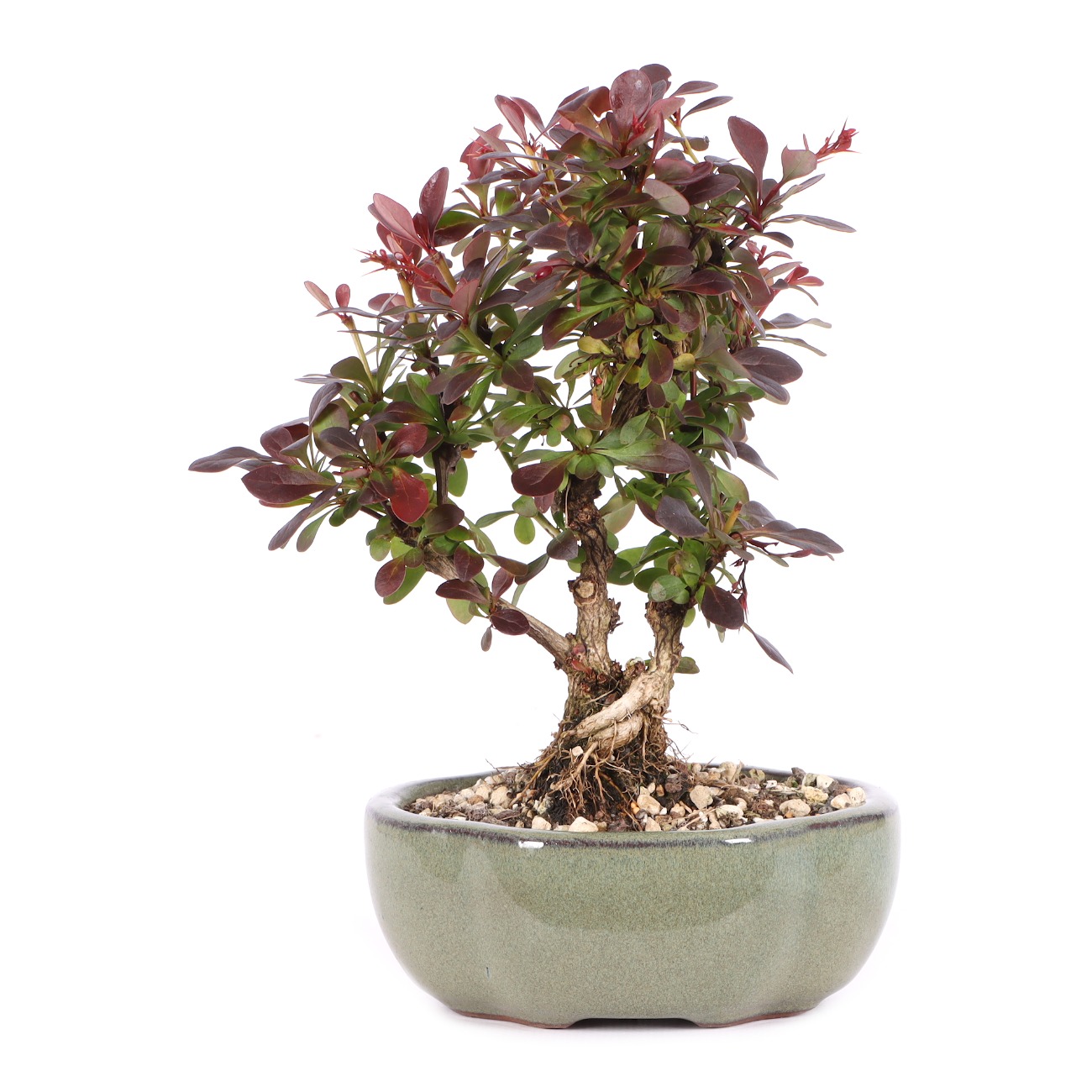 Berberis thunbergii 'Atropurpurea Nana'