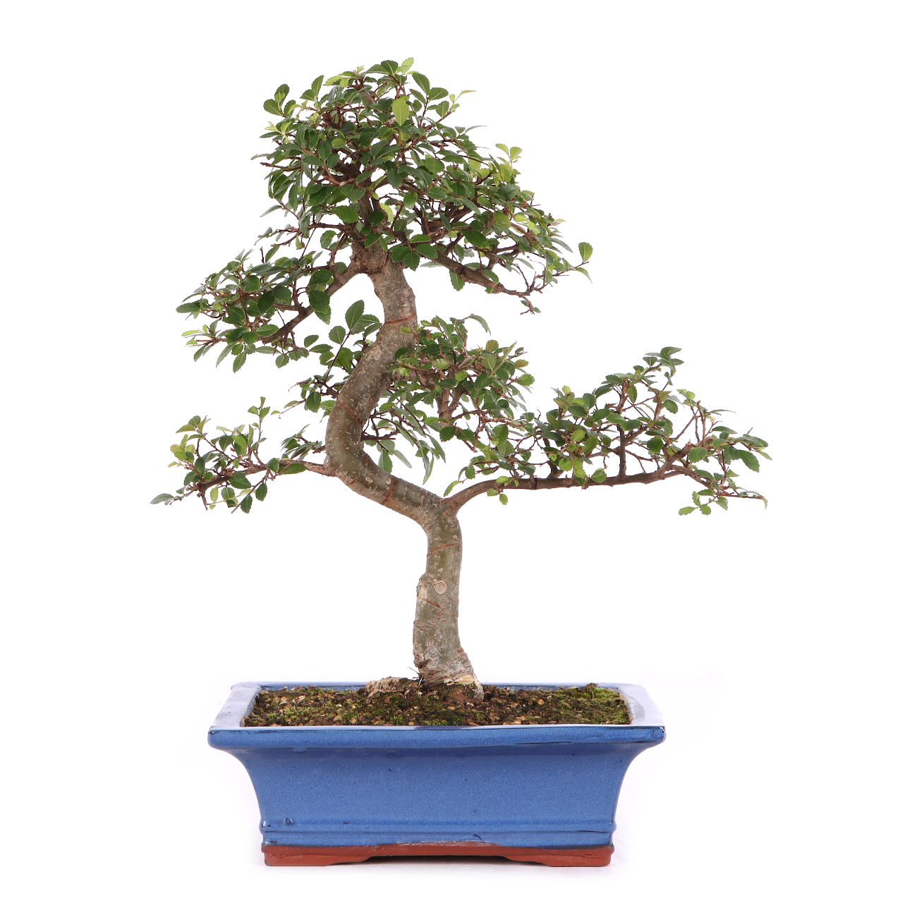 Ulmus parvifolia