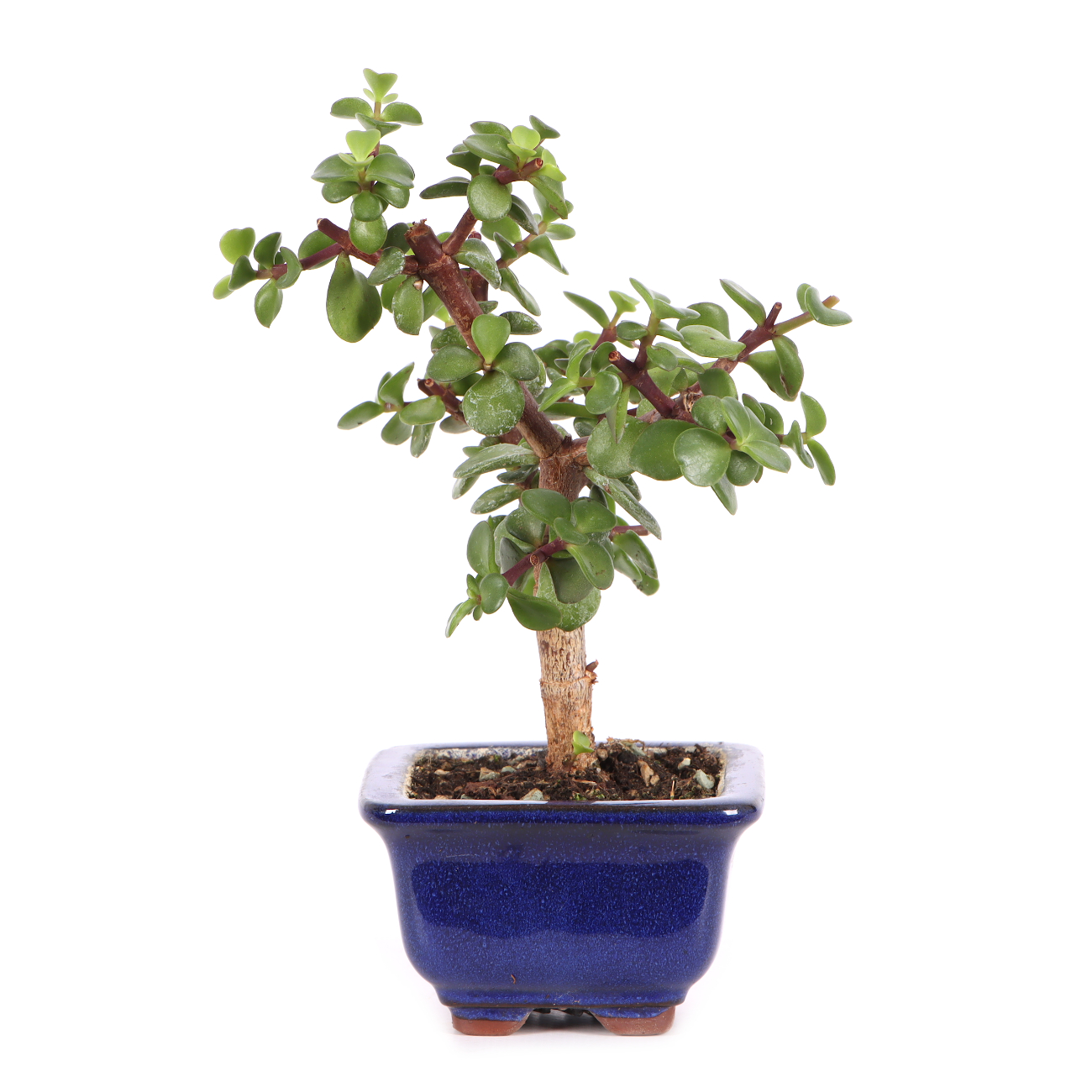 Portulacaria afra