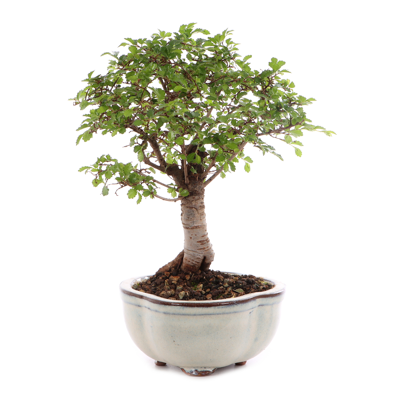 Ulmus parvifolia