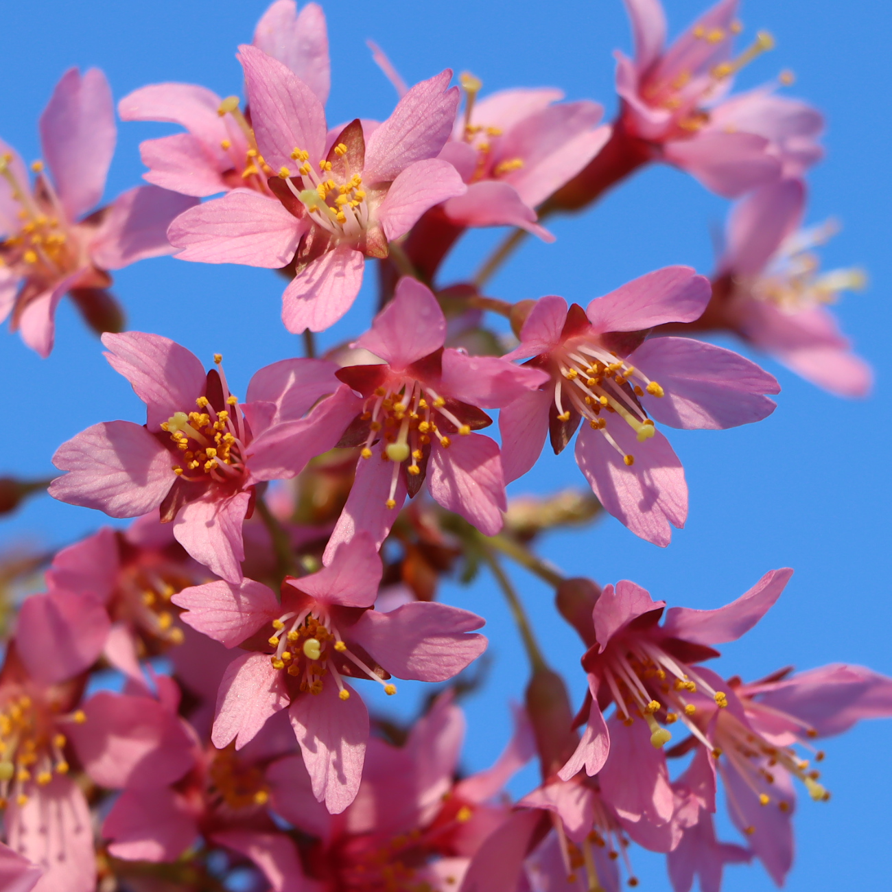 Blüte