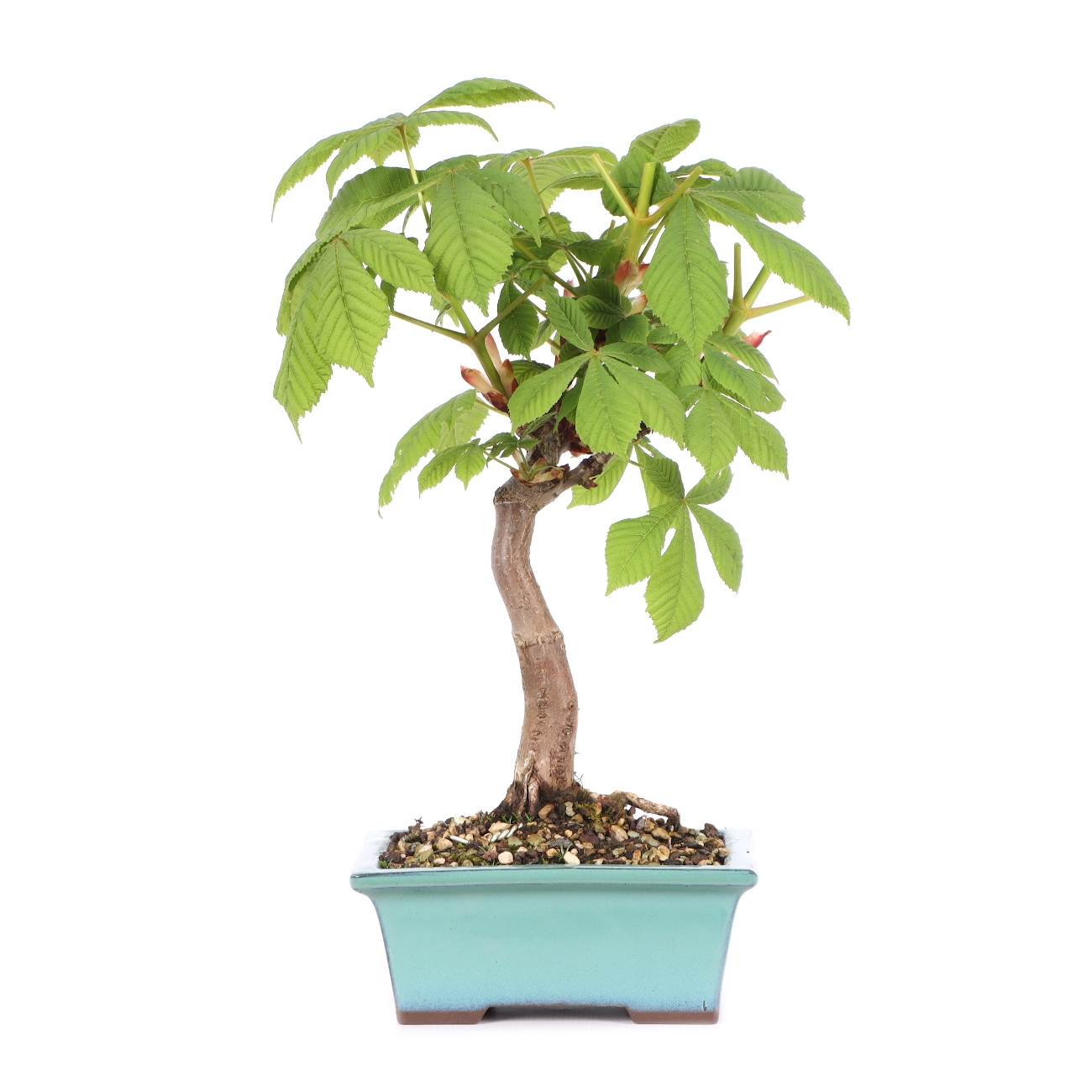 Aesculus hippocastanum