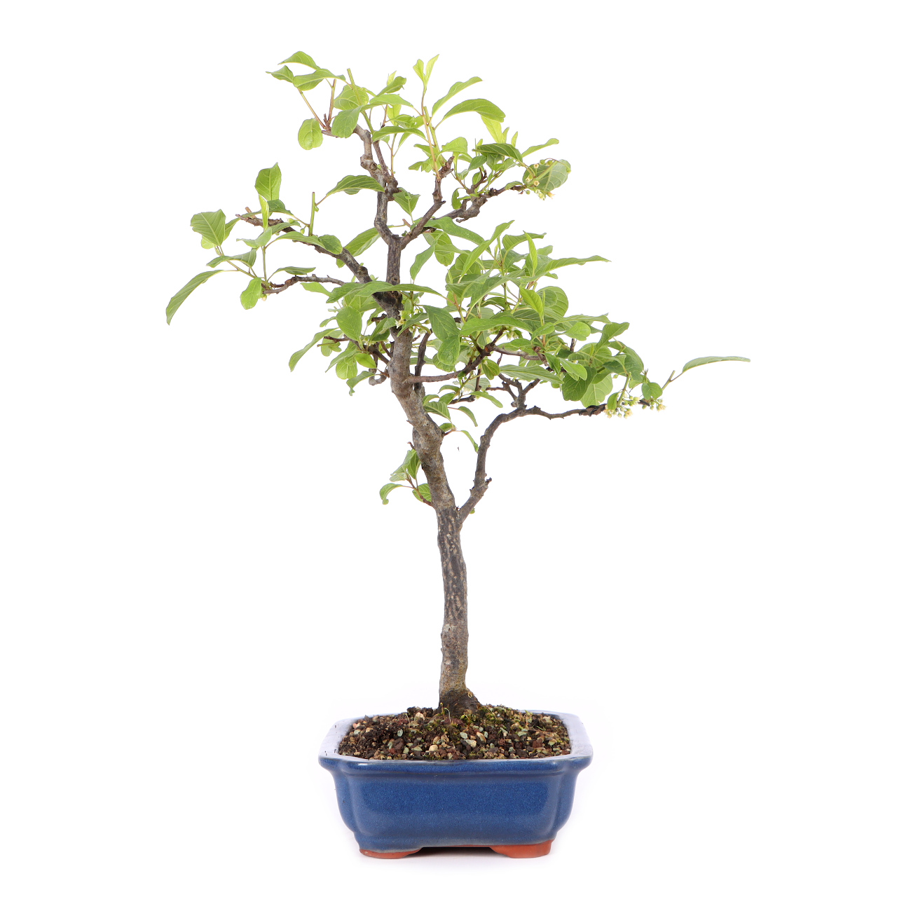 Rhamnus frangula