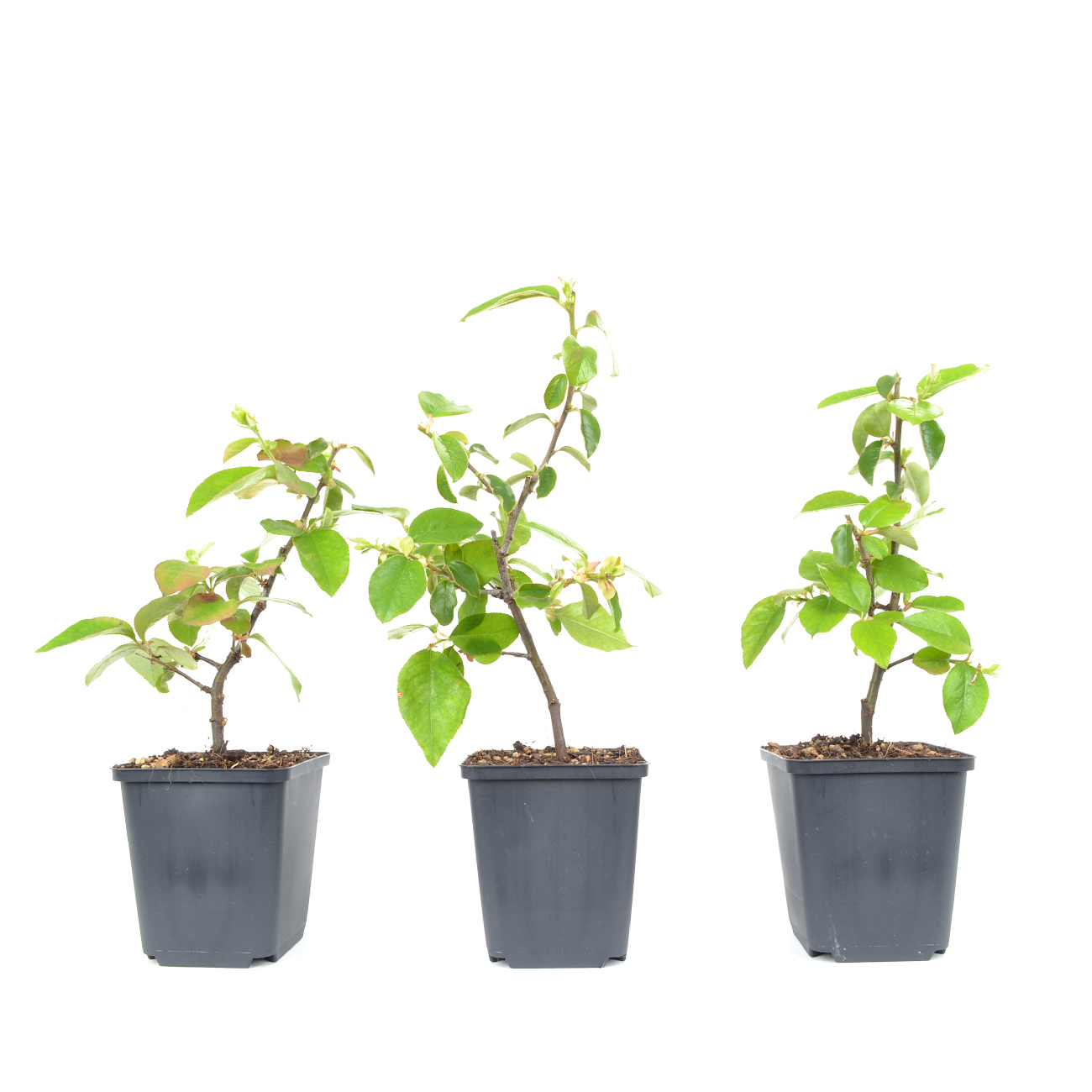 Pseudocydonia sinensis