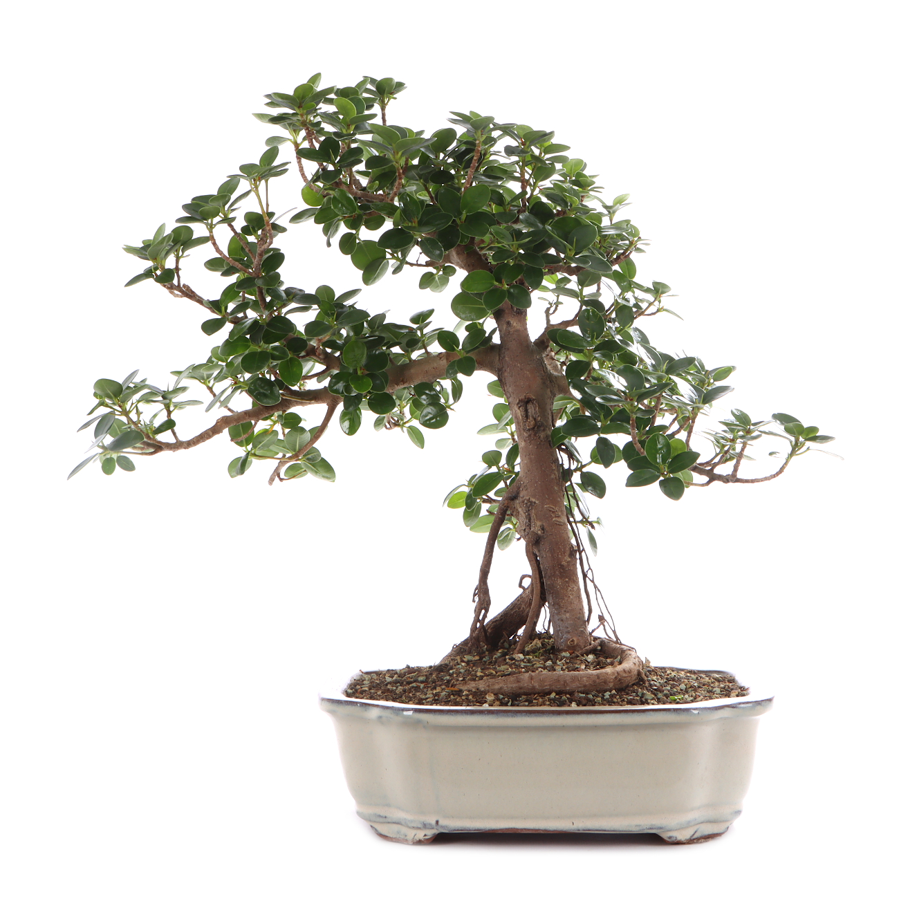 Ficus microcarpa 'Shiny'