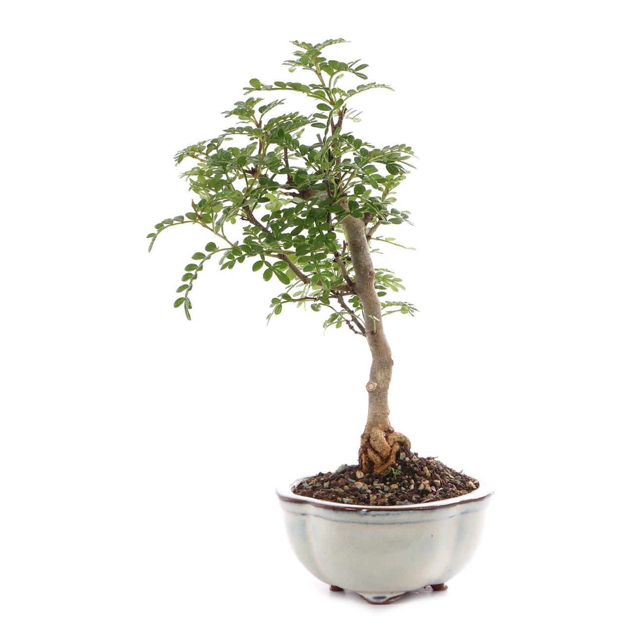 Zanthoxylum spec.