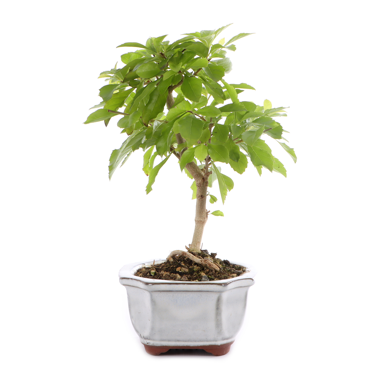 Duranta erecta