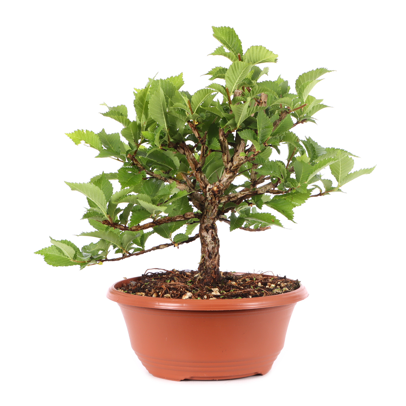 Ulmus minor var.