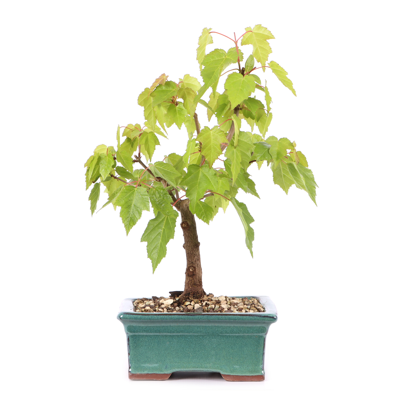 Acer ginnala