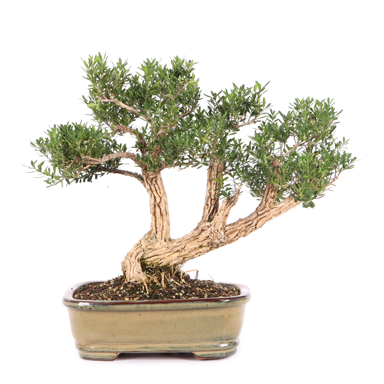 Buxus sinica var. sinica