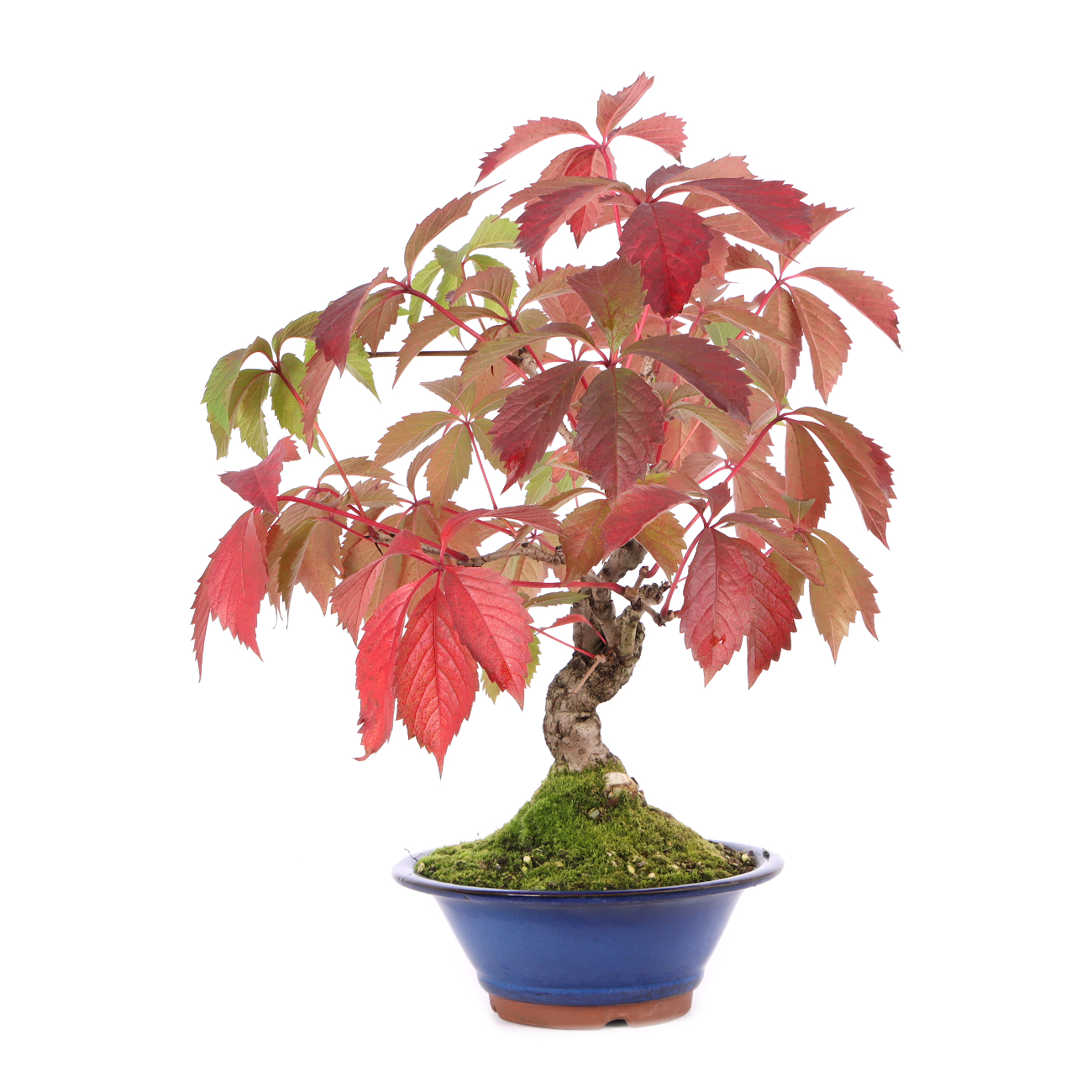 Parthenocissus quinquefolia
