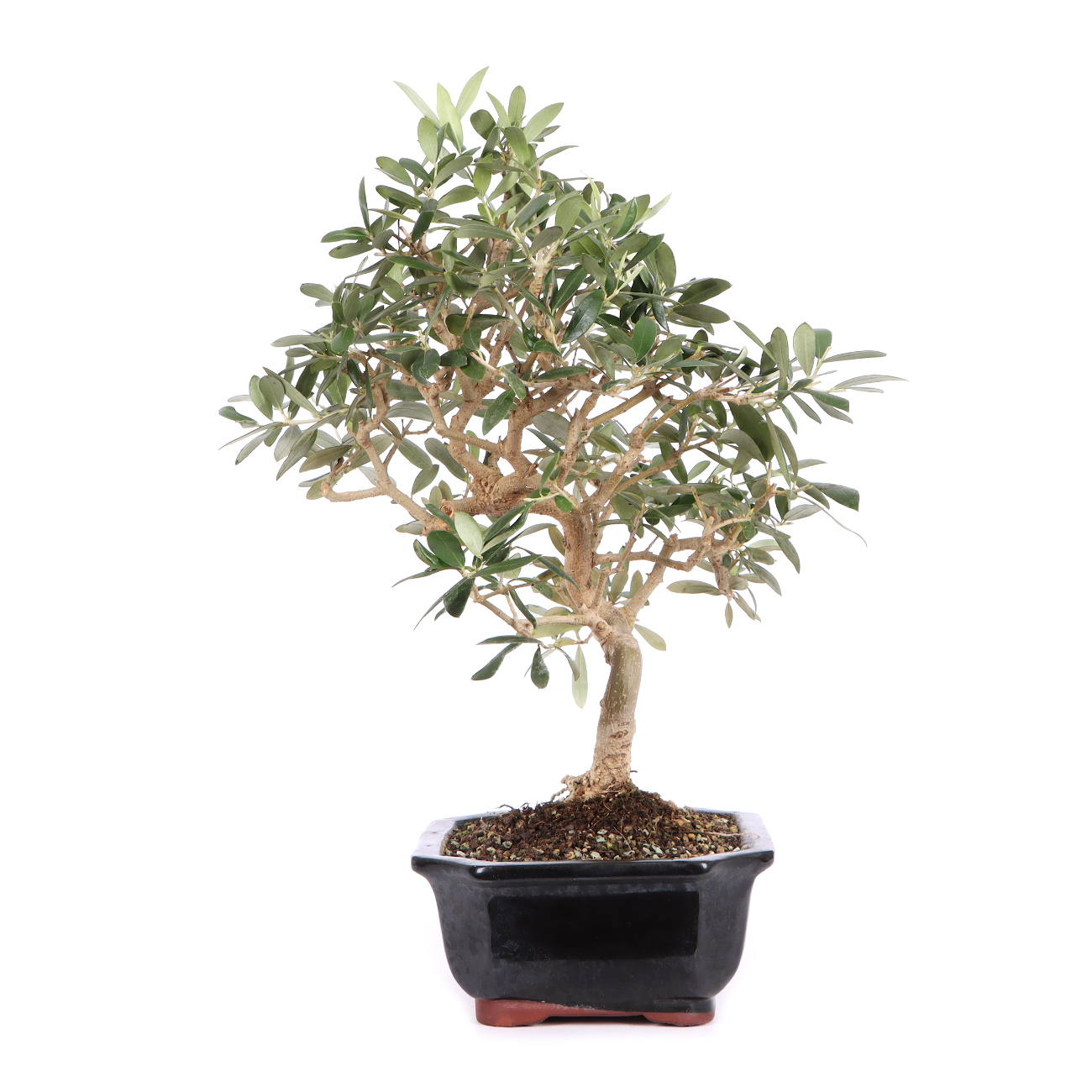 Seitenansicht rechts