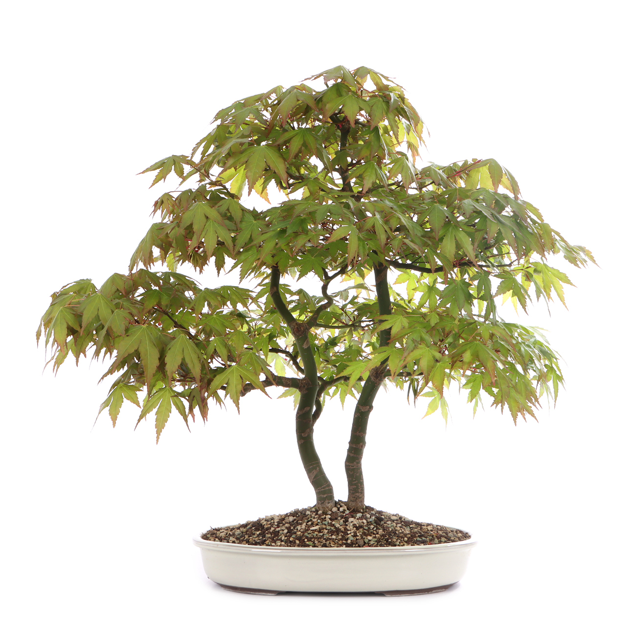 Acer palmatum