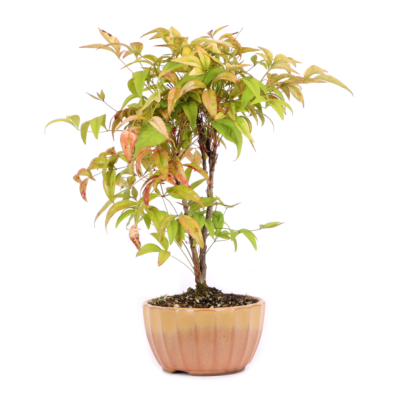 Nandina domestica 'Fire Power'