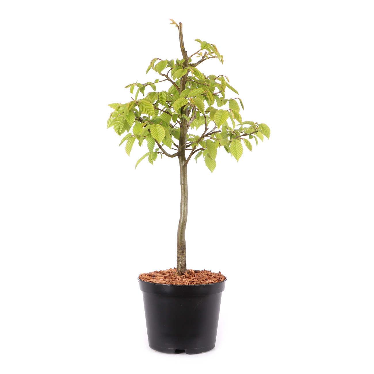 Carpinus betulus